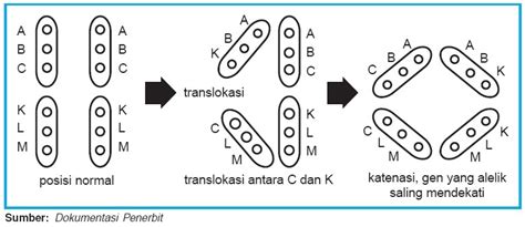 Pengertian Mutasi Gen Dan Kromosom Biologi Penyebab Dan Contoh Mutasi