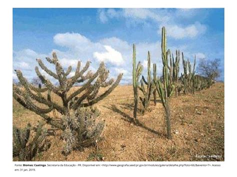 A Caatinga Planos De Aula Ano Geografia Hot Sex Picture Hot Sex