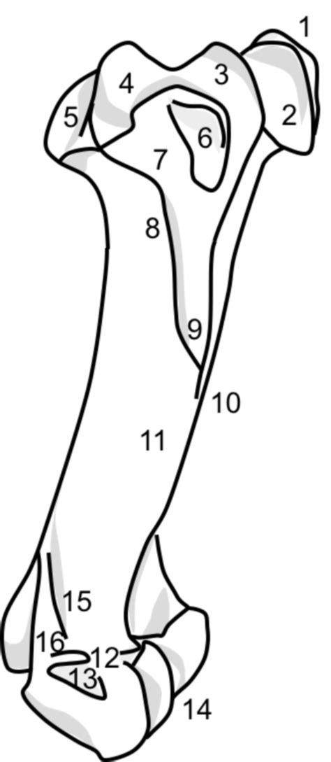 Horse Humerus Anatomy