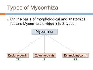 Mycorrhiza and its types | PPT