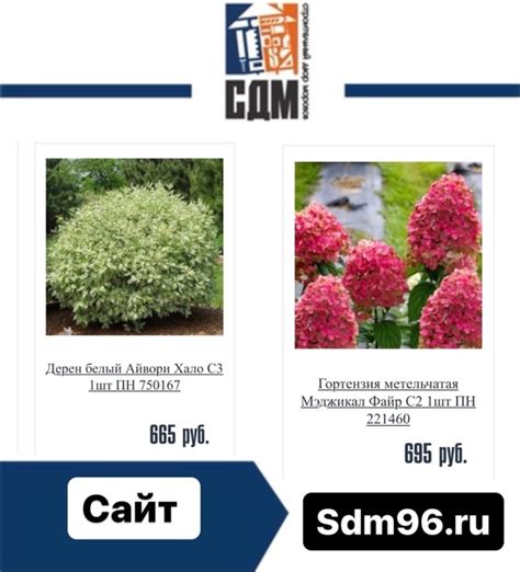 ГОРТЕНЗИЯ МЕТЕЛЬЧАТАЯ МЭДЖИКАЛ ФАЙР С2 1ШТ ПН 221460 ☝️Гортензия ...