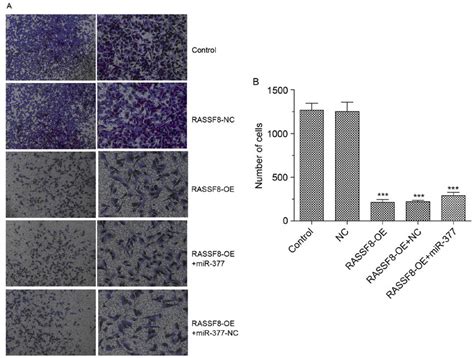 Rassf8 Inhibits Cell Invasion In Bgc 823 Cells A Transwell Invasion