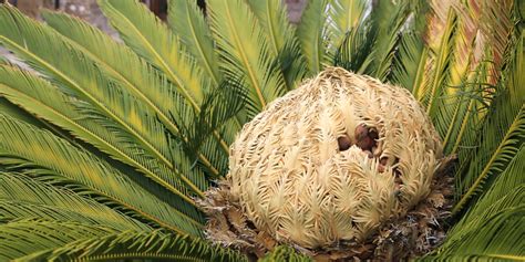 How To Trim A Sago Palm A P Nursery