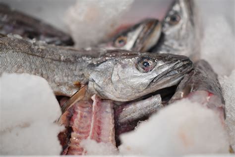 Why You Wont Miss Cod And Why Hake Should Be Britains National Fish