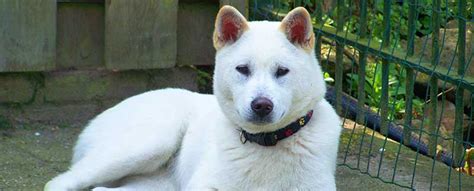 Kishu Inu Dog Breed | Info | Characteristics | Traits | Personality