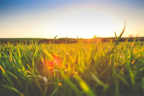 Sunset in Grass Free Stock Photo | picjumbo