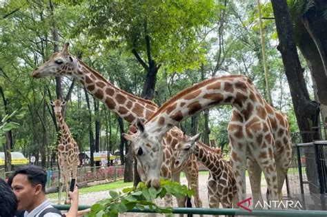 Taman Margasatwa Ragunan Jadi Destinasi Favorit Libur Lebaran Karena