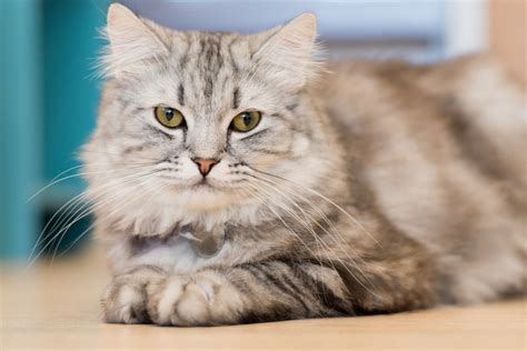 Maine Coon American Shorthair Mix Info Pictures And Care Guide Catster