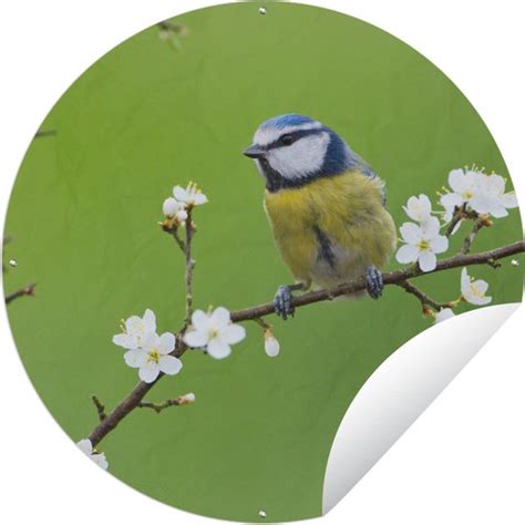 Tuincirkel Pimpelmees Tak Bloemen Bloesem Takken Vogel