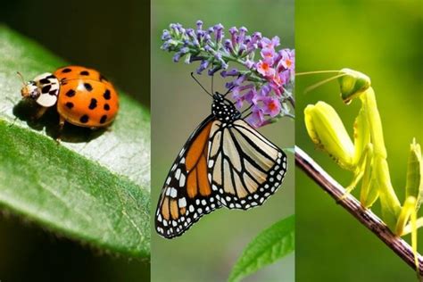 Jenis Serangga Yang Bermanfaat Bagi Lingkungan Entomologi Dan