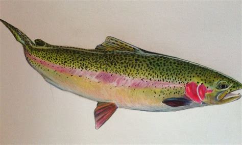 Colored Pencil Rainbow Trout ORIGINAL 7x10 by Passionfortrout