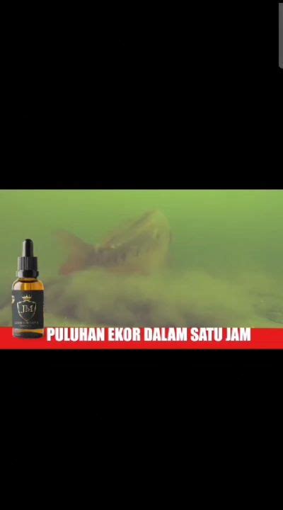 Essen JM 60ML Essence JM Premium 100 Essen Umpan Mancing Ikan Mas Lele