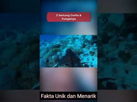 Jantung Gurita Dan Fungsinya Fakta Unik Dan Menarik Youtube