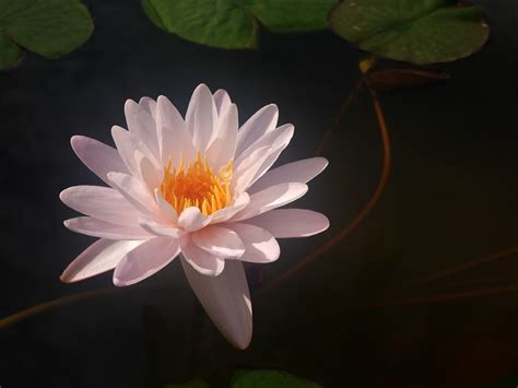 Nymphaea First Love ISG Waterlily 2 บวลกผสมขามสกลยอ Flickr