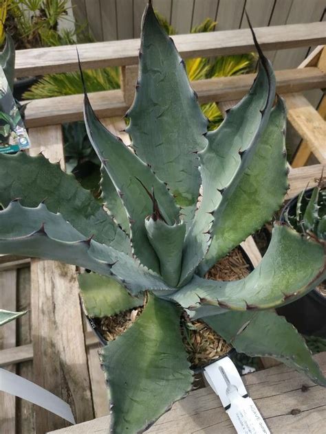 Agave durangensis Gentry 世界植物區系 Pl ntNet identify