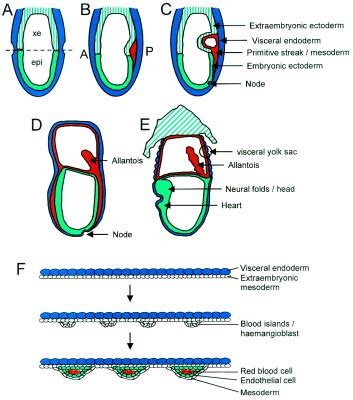 Mouse Gastrulation