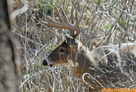 Getting Ready for Bowhunting Deer Season Day 5: Remembering to Continue ...