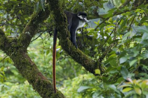 Red-tailed monkey Photograph by Brian Kamprath - Pixels