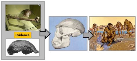 JAVA MAN A GIBBON MONKEY – Evolution is a Myth