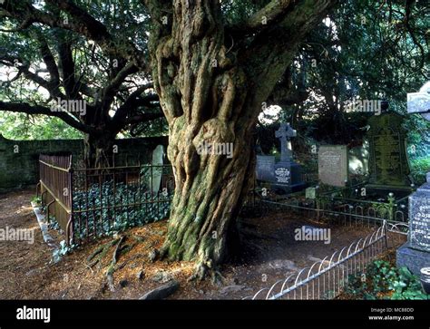 BRITISH MYTHOLOGY The bleeding yew tree in the churchyard at Nevern ...