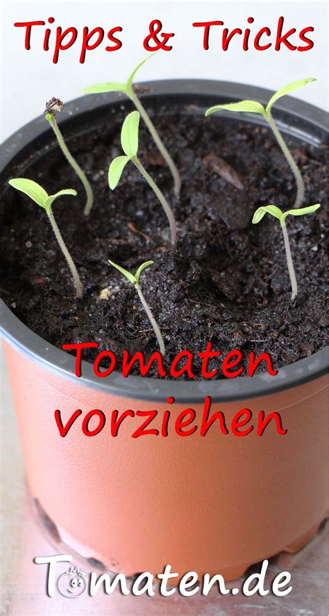 Tomaten Vorziehen Tipps Tricks Mit Denen Es Gelingt Tomaten