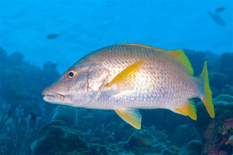 Whats The Difference Between Grouper And Snapper American Oceans