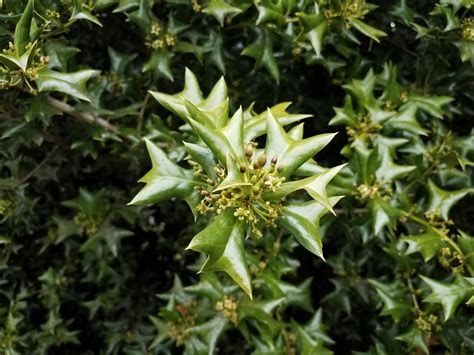 sharp or spiky green holly leaves on bush with flowers 8200684 Stock