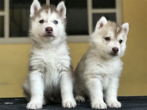 Venta De Cachorros Husky Siberiano Manto Rojo El Mejor Criadero