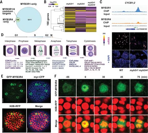 Molecular Mechanism Of Cytokinin Activated Cell Division In Arabidopsis