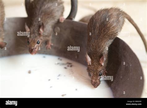 Rats Drinking Milk In The Karni Mata Temple Stock Photo Alamy