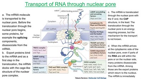 Protein Synthesis In Prokaryotes And Eukaroytes Ppt