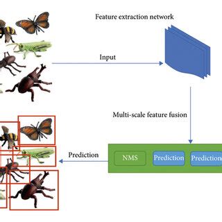 Framework Of Lightweight Insect Detection And Classification Model