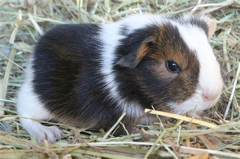 Passion Petits Animaux Elevage De Lapins Cochons D Inde Ballens