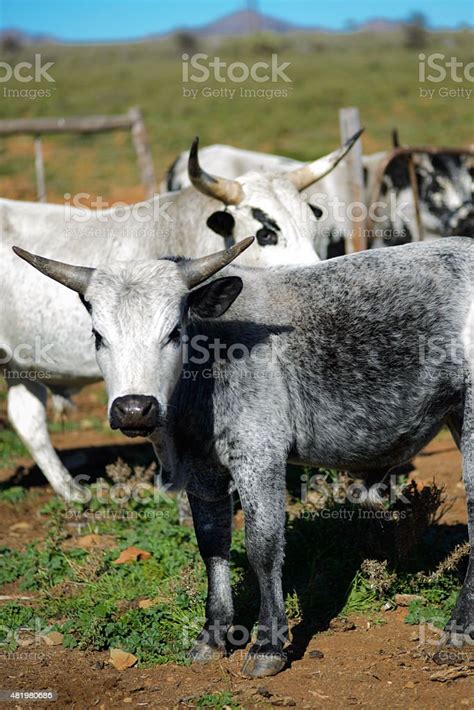 Outdoor Shot Of African Nguni Cattle Herd Stock Photo Download Image