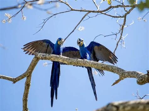 Best Pantanal Wildlife Tours in Brazil - PlanetaEXO