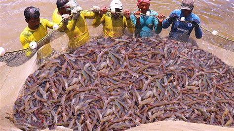 Growing And Harvesting Black Tiger Prawns Growout Shrimp Fish