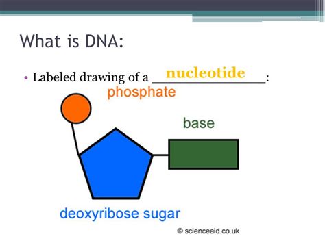 Dna Structure Drawing at GetDrawings | Free download