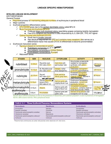 Week 4 Lineage Specific Hematopoiesis - LINEAGE SPECIFIC HEMATOPOIESIS ...