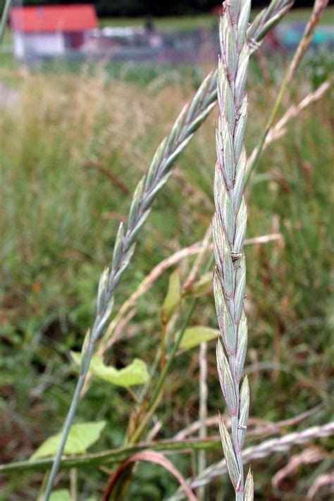 Elymus Repens Burgenland Flora