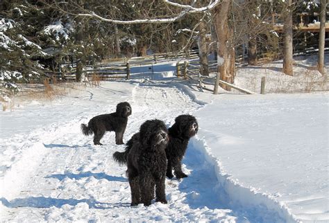 Noblespirit Barbets Barbet Breeder In Ontario Barbet Puppies