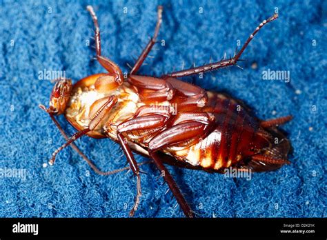 belly  underside   cockroach stock photo alamy