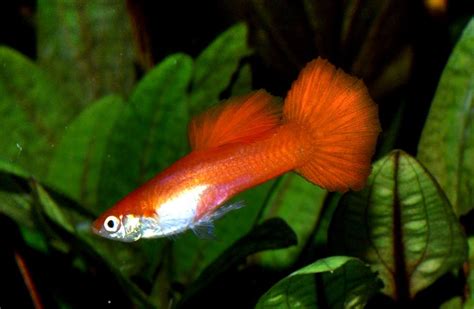 Guppy Fish - Care | Food | Temperature | Breeding | Tank - SeaFish