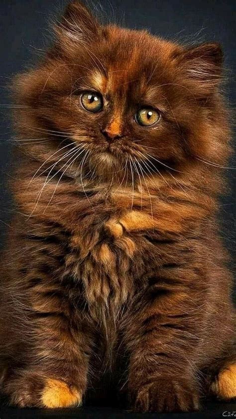 The Most Beautiful Cat Breeds America S Top 10 Most Popular Cat Breeds