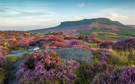 Fonds Décran Parc National De Peak District Fleurs De Lavande