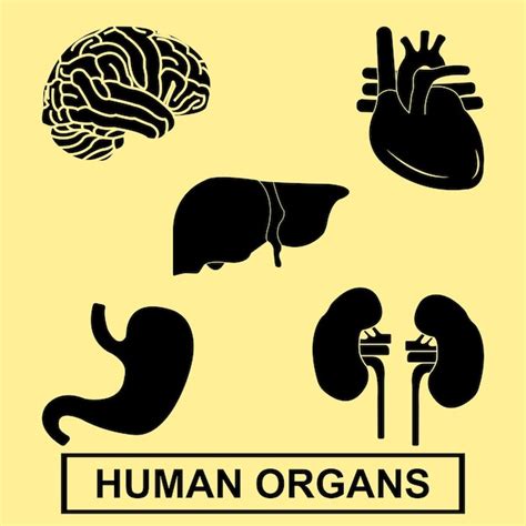 Premium Vector Human Organs Icon