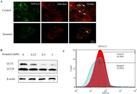 Sesamol Inhibited Mitophagy And Autophagy In Hepg Cells A Hepg