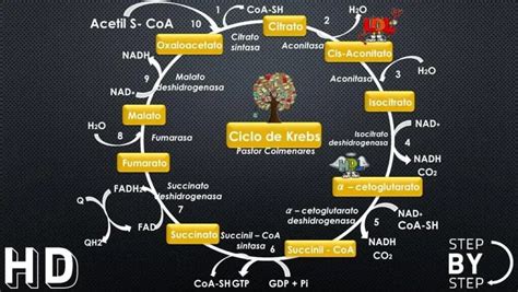 Ciclo de Krebs Cómo afecta a nuestro sistema aeróbico