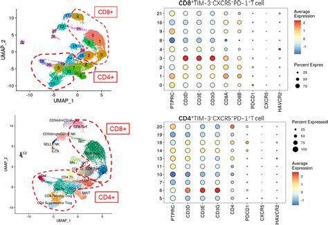 Frontiers Cxcr5 Tim 3 Pd 1 Stem Like Cytotoxic Cd8 T Cells Elevated In Chronic