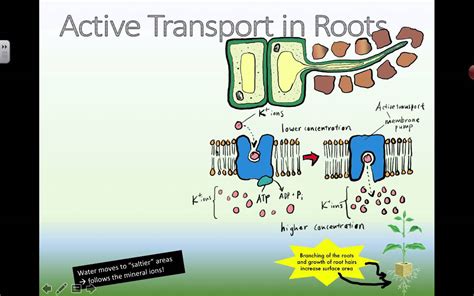 Active Absorption In Plants Brief Notes On The Passive Absorption Of