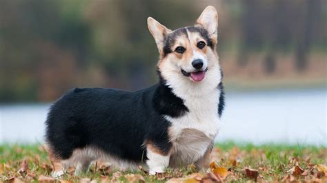 Pembroke Welsh Corgi Intelligence: Unleashing Canine Genius